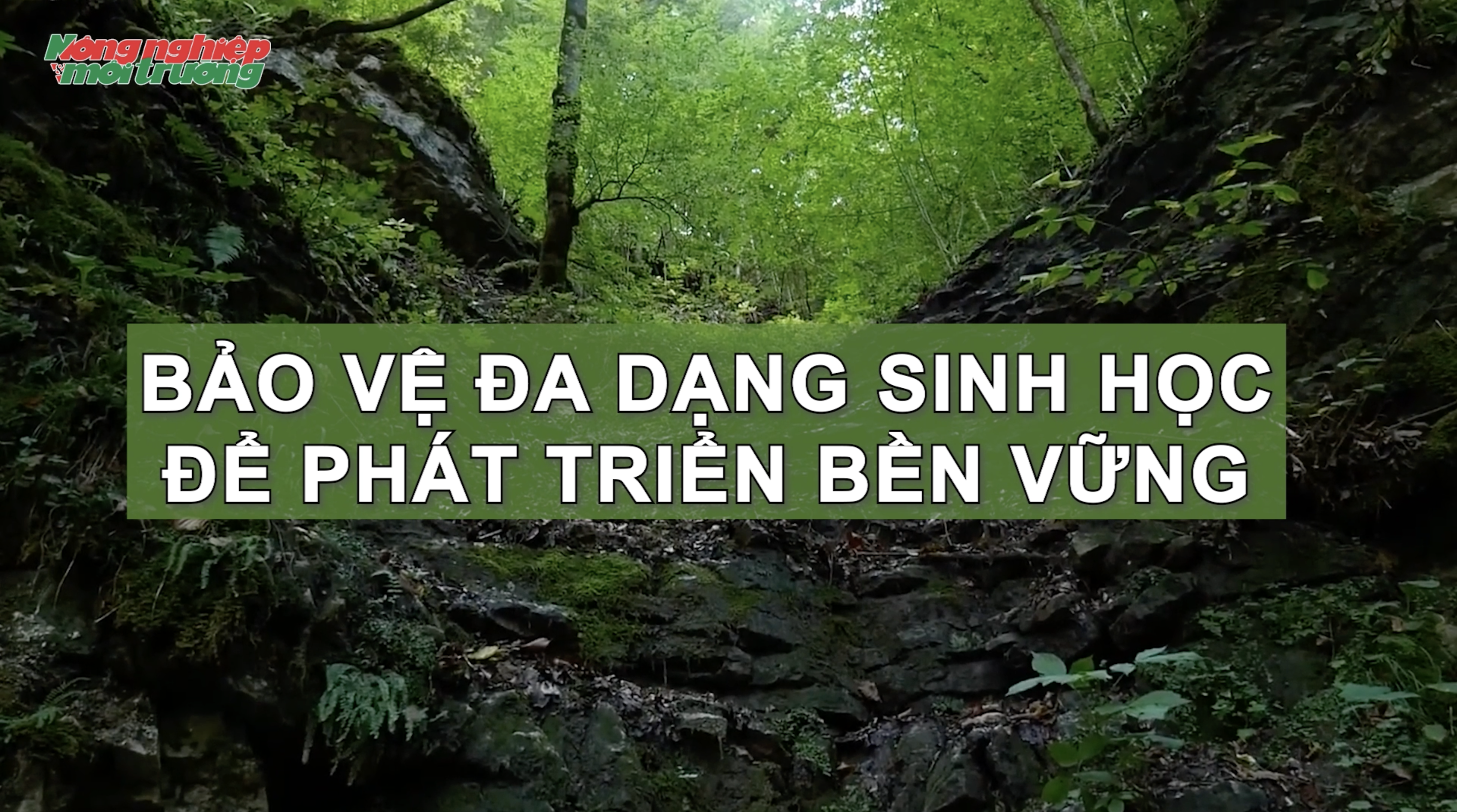 Bảo vệ đa dạng sinh học để phát triển bền vững